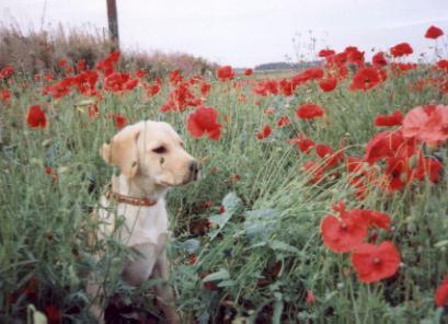 Poppy in the Poopies