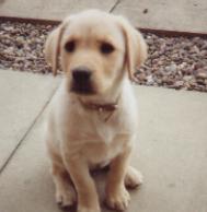 Poppy as a puppy