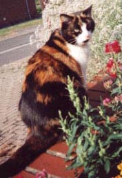 Kitty