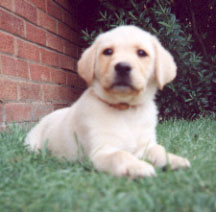 poppy as a pup