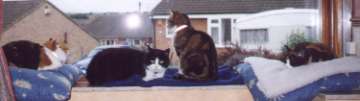 all4cats
