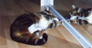 rosiecatnip2