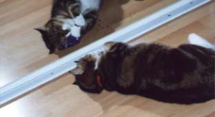 rosiecatnip3