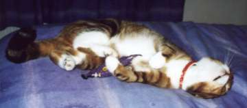 rosiecatnip5