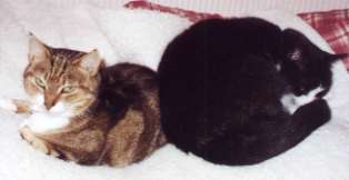 rosienabb